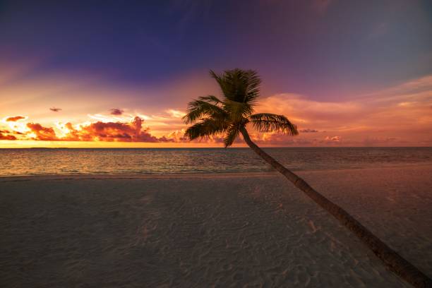 istock Beautiful bright sunset on a tropical paradise beach 1464374821