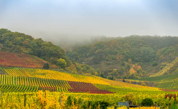 istock Vineyards in Mosel, Germany. 1464374912