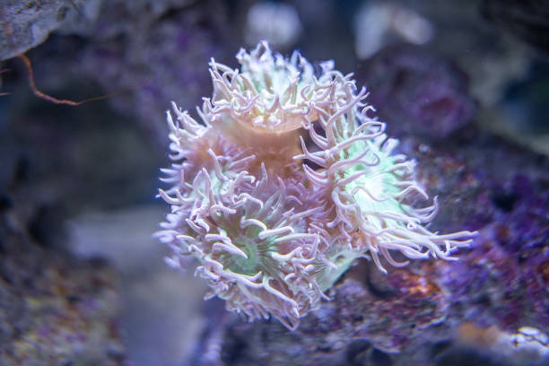 sea anemone close-up underwater sea anemone stock photo