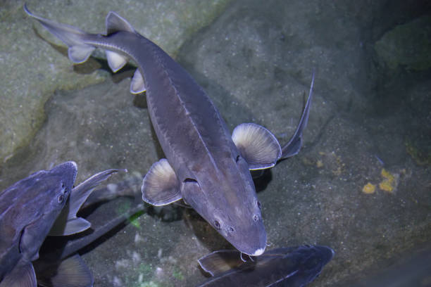 istock Sturgeon swimming in the water 1464375092