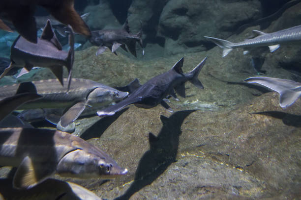 istock Duck-billed sturgeon American sturgeon freshwater fish 1464375098