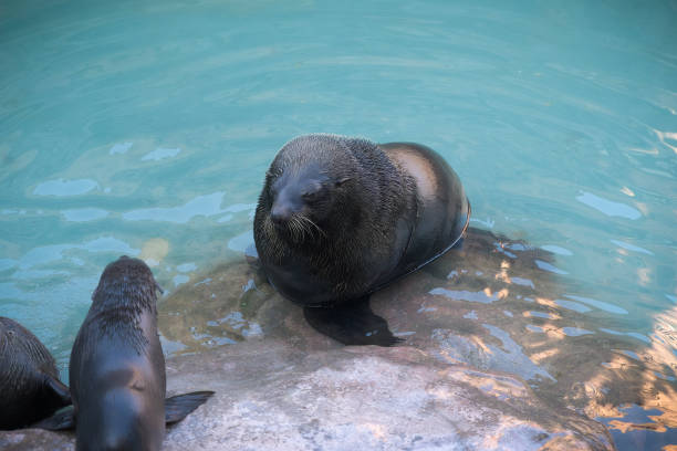 sea lion resting in water stock photo