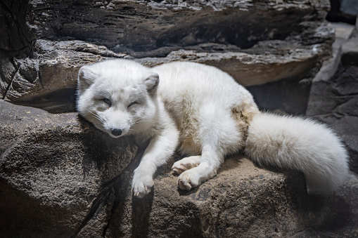 a polar fox (Vulpes lagopus) lying on the ground