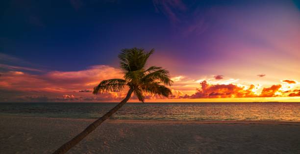 istock Beautiful bright sunset on a tropical paradise beach 1464376877