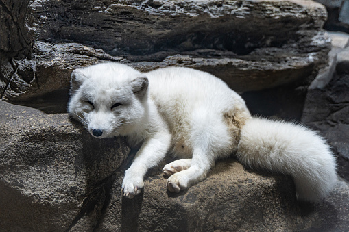 Arctic fox blue fox white fox lying on the ground sleeping and resting