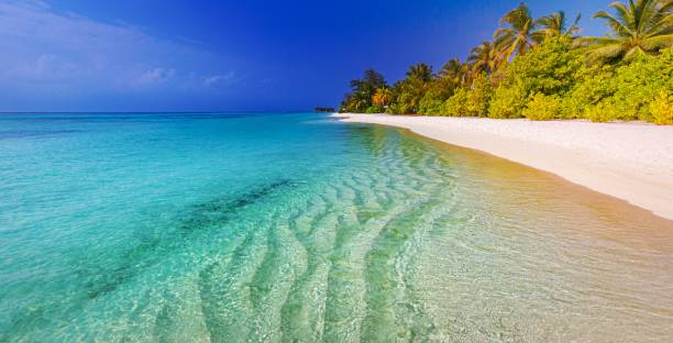 istock Tranquil beach scene. Sunny exotic tropical beach landscape for background or wallpaper. Design of summer vacation holiday concept. Luxury travel destination, idyllic nature scenery with palm tree leaves, amazing natural environment in sunshine. 1464377091