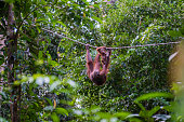 Orangutan family on liana in tropical forest. A wild orangutan mom with baby in the rainforest of island Borneo, Malaysia