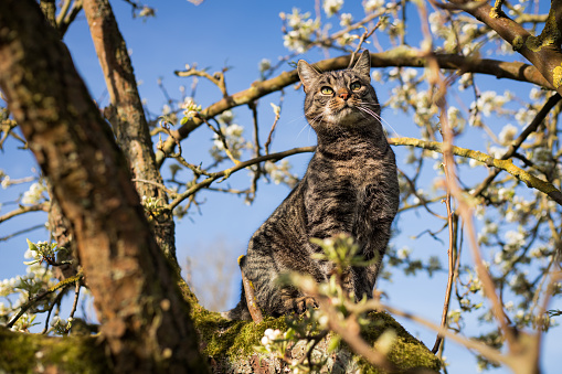 Pretty tabby european shorthair cat is sitting in the tree and looking to the right. Cat climbs in tree. Flowering spring tree branches with blue sky.