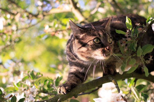 Portrait of a gray brown european shorthair cat sits outdoors in the blossoming tree and hunts. Apple blossom in spring.
