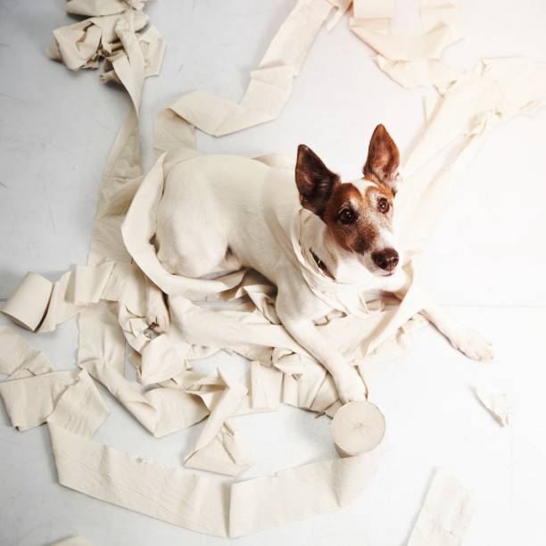istock cute dog making huge mess with rolling paper 1464379697