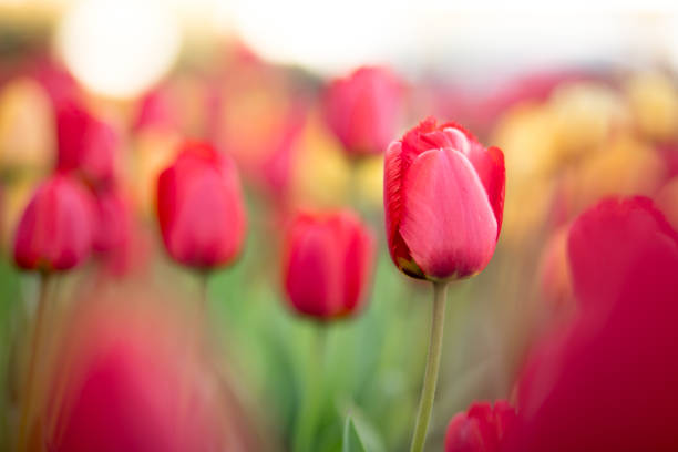 istock Beautiful red tulips on blurred sunlight nature landscape 1464380604