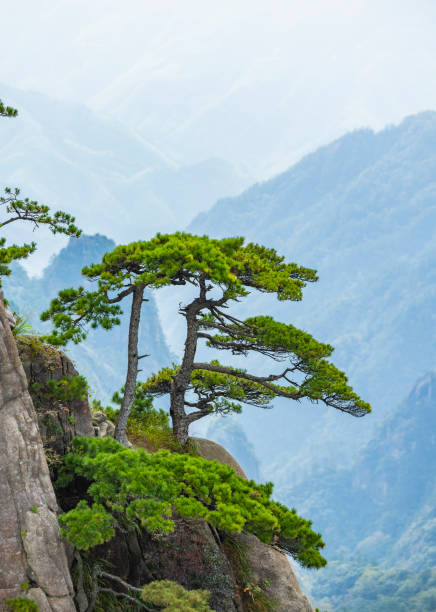 istock Pine trees in Huangshan Natural Scenic Area 1464382759