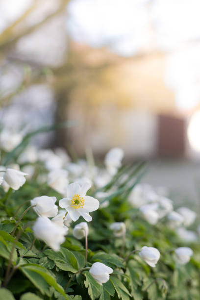 spring flowers