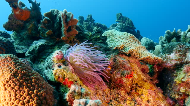 Seascape with Sea Anemone in the coral reef of the Caribbean Sea