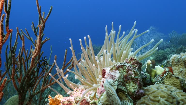 Seascape with Sea Anemone in the coral reef of the Caribbean Sea