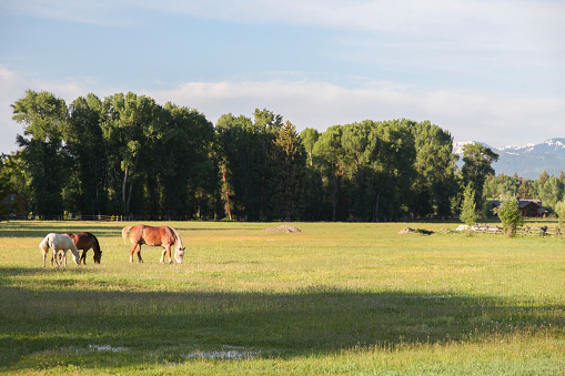 Horses grazing in meadow during sunny day, Jackson Hole, Wyoming, USA.