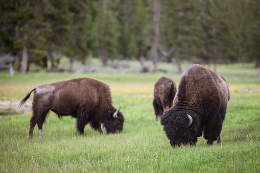 Bisons grazing in Yellowstone National Park, Wyoming, USA.