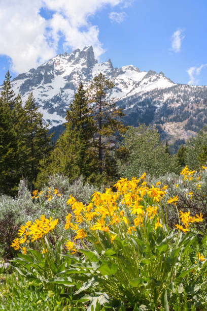 istock Wildflowers in front of mountains 1464384971