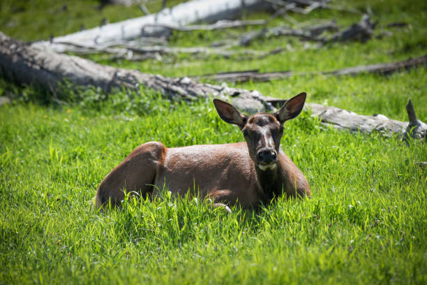 Portrait deer sitting on grassy landscape at Yellowstone National Park, Wyoming, USA.