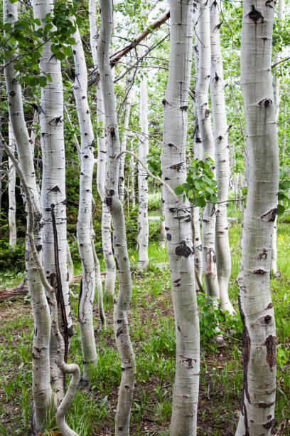 ホワイトの白樺の木々 - birch tree tree downy birch white ストックフォトと画像