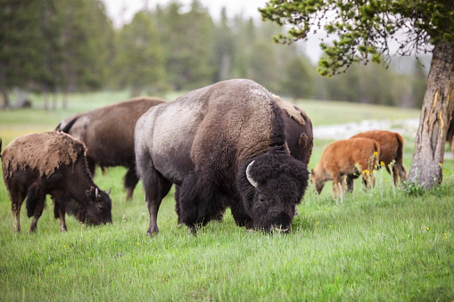 Bisons grazing in Yellowstone National Park, Wyoming, USA.
