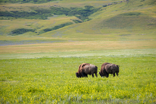 Scenic view of bisons grazing in meadow near Head Smashed in Buffalo Jump, Alberta, Canada.