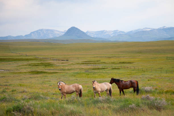 Mountain Range in Montana, USA taken in 2018