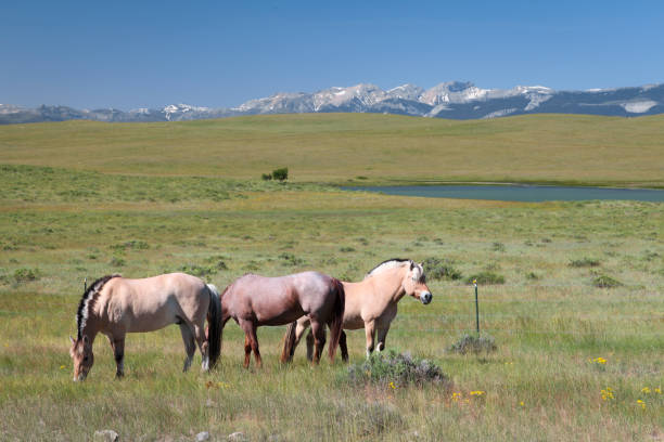 istock Horses standing on grassy landscape 1464385013