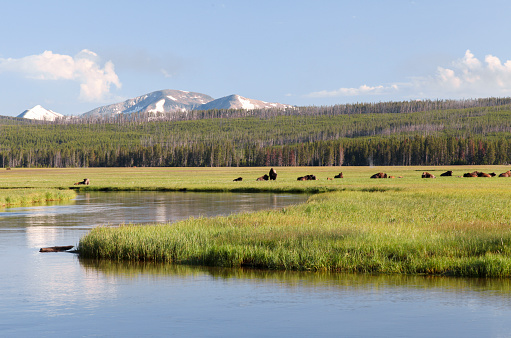 Bison cross the Yellowstone River in the Park's Hayden Valley. in Yellowstone National Park, Wyoming, United States