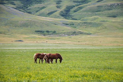 Scenic view of wild horses grazing in grassy landscape, Alberta, Canada.