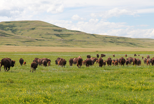 Bisons grazing in meadow near Head Smashed in Buffalo Jump, Alberta, Canada.