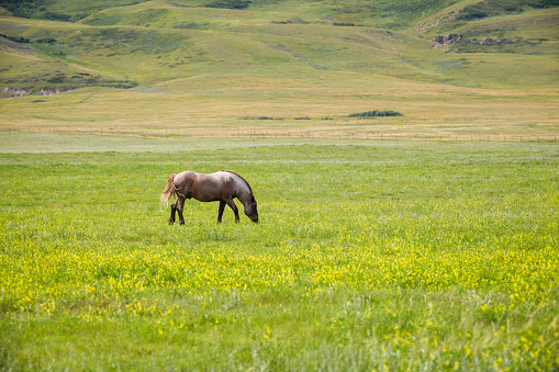 Scenic view of horse grazing in grassy landscape, Alberta, Canada.