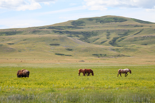 Scenic view of bisons and wild horses grazing in meadow near Head Smashed In Buffalo Jump, Alberta, Canada.