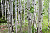 White birch trees