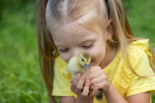 A little cute girl holding a yellow duckling in her hands closeup. Animal care. Pet. Easter concept. Easter card.