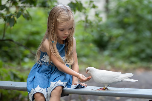 A little girl with long blond hair feeds a white dove in the park. Close-up portrait.