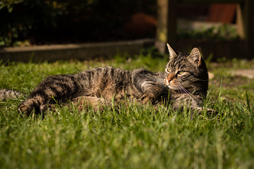 European shorthair tabby cat is watching the garden. The sun is shining.