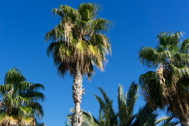 istock Palm tree background. Blue cloudy sky. Green leaves exotic summer. Good weather vacation landscape. High tree paradise island. 1464387792