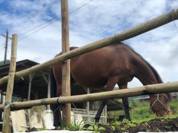 istock A horse in the stable 1464388370