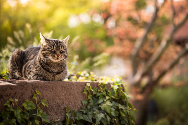 Tabby European shorthair cat snoozes in the sunlight and listens intently.