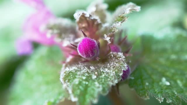 Closeup shot of flower buds and leaves covered in ice crystals