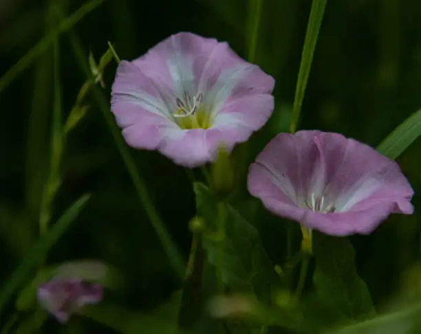 A shallow focus of light purple False bindweeds flowers with green leaves blurred in the background on a spring day