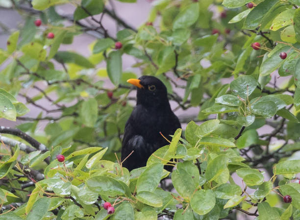istock Selective focus of a Common blackbird looking back sitting on a red cherry tree 1464390821