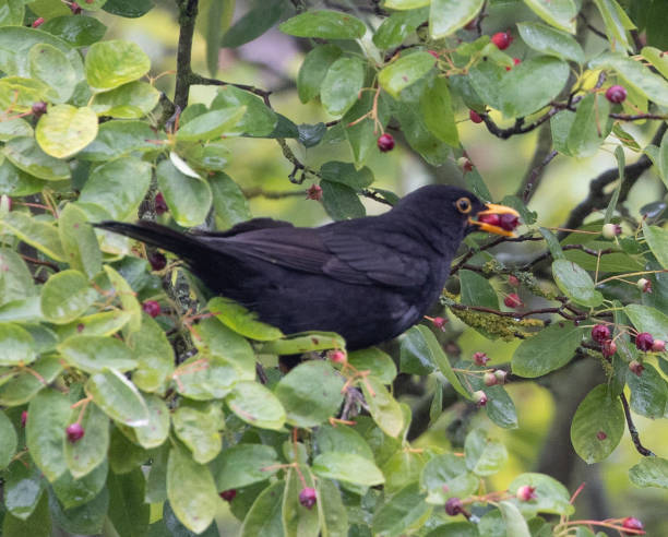 istock Close up of a Common blackbird picking a small red cherry on a cherry tree 1464390826