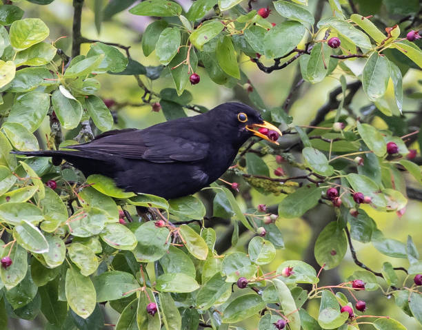 istock Close of a Common blackbird standing on the tree eating red wild fruit on a spring day 1464390838