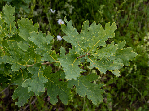 A close up of black oak leaves in the garden with green plants in the background on a sunny day