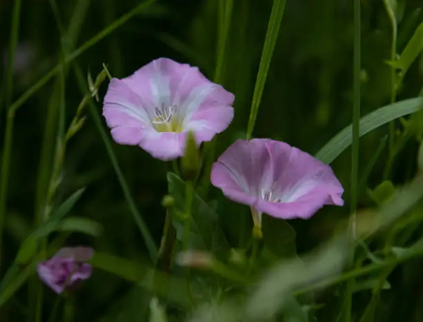 A close up of two purple False bindweeds flowers in the middle of green field on a spring day