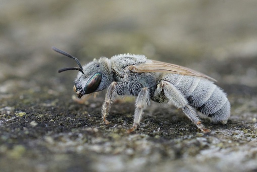Detailed closeup on a white haired female Mealy metallic end-banded furrow bee, Vestitohalictus pollinosus