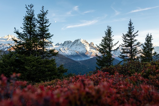 Landscape view of the Mont Blanc valley at sunset in autumn, with blueberry bushes in the foreground, shot from Emosson, Wallis, Switzerland