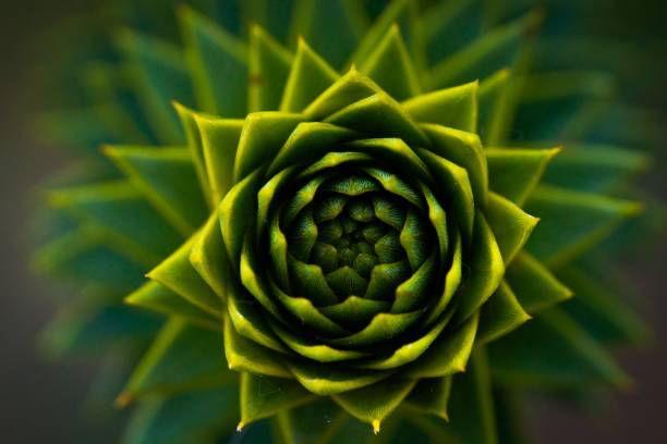 istock Details of a chilean pine 1464392367